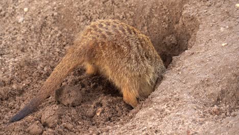 meerkat suricata suricatta crouches down into hole excavating burrow digging out dirt for home