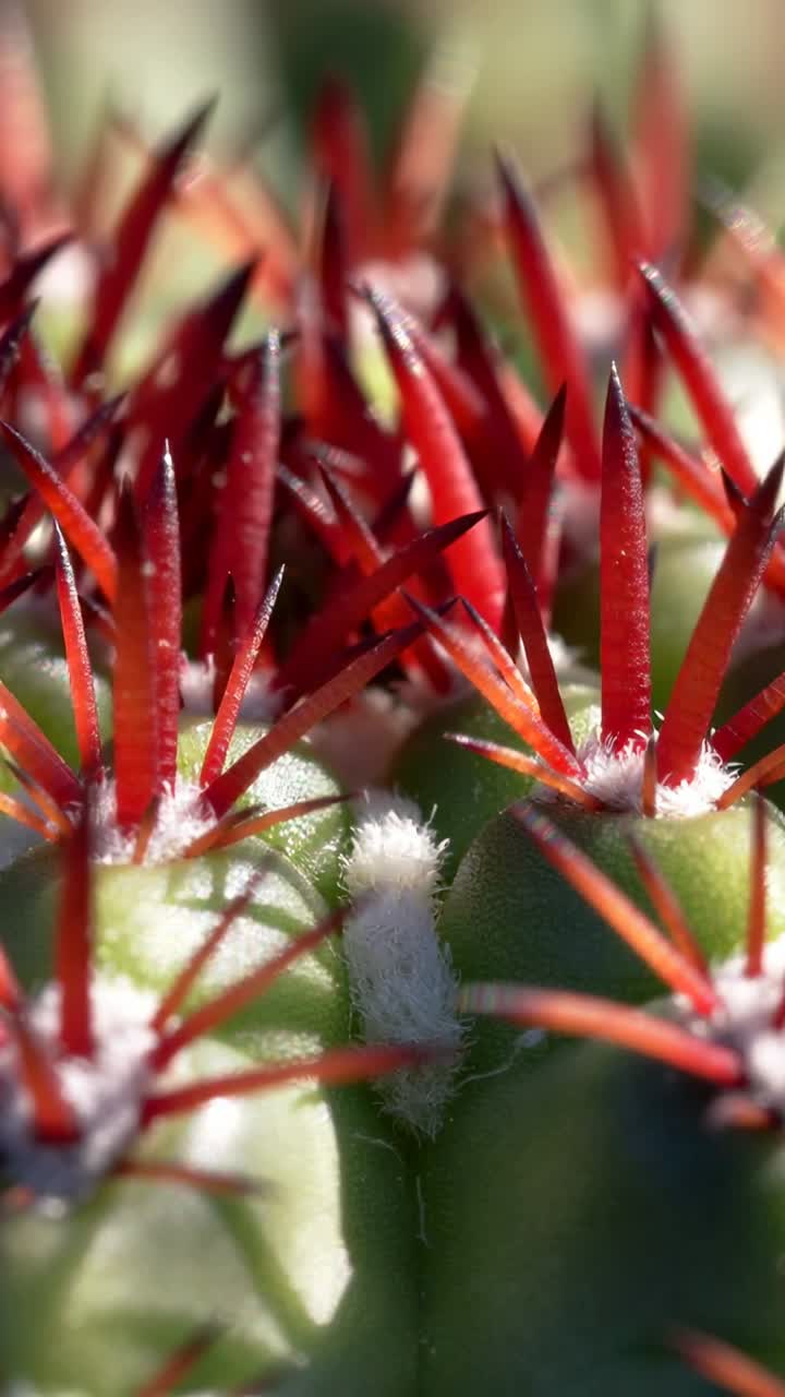 Video verticale: Obiettivo che sposta il fuoco mostrando i tubercoli di un cactus in macro, spine rosse e areole bianche.