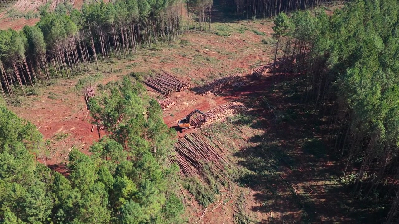 Aerial Orbit View of Logging Excavator Stacking Pine Logs in Deforested Area Landscape