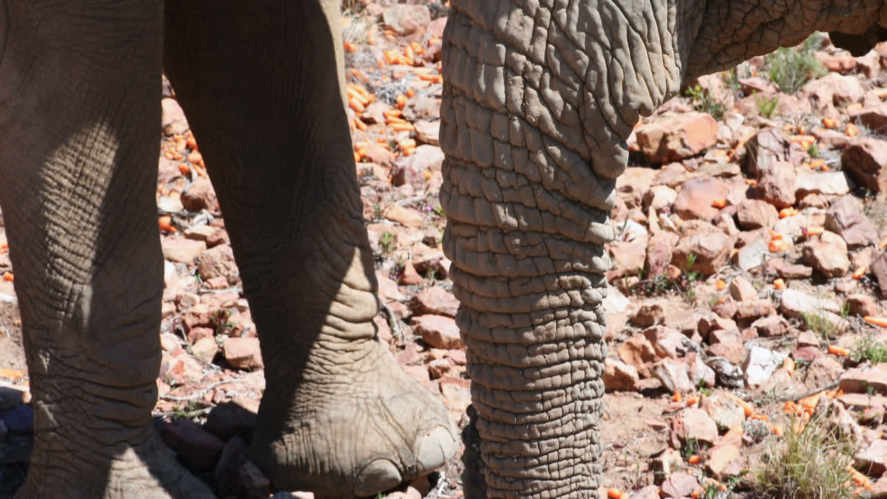 elefantes salvajes pastando en las praderas 4k