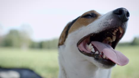 dog on the grass