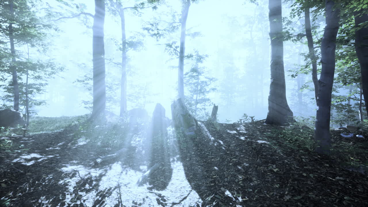 아침 안개 속 의 웅장 한 숲 의 파노라마 뷰