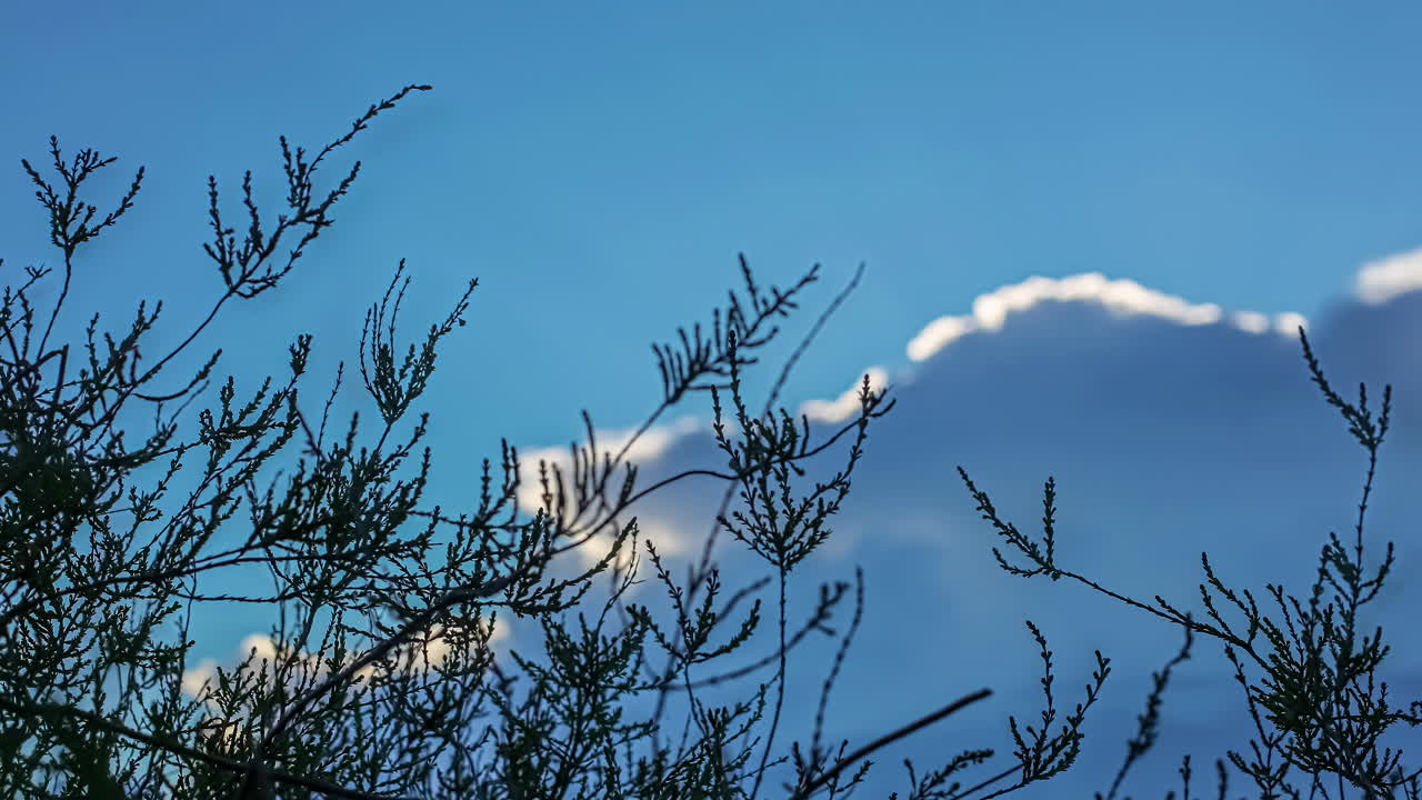 나무 가지가 움직이는 타임  ⁇ 스  ⁇