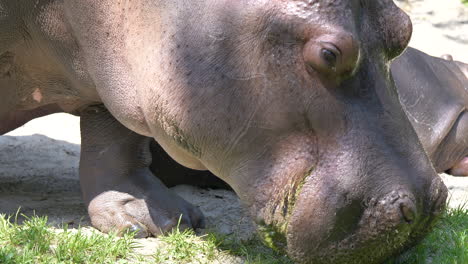 close up shot of wild common hippopotamus eating fresh grass in nature