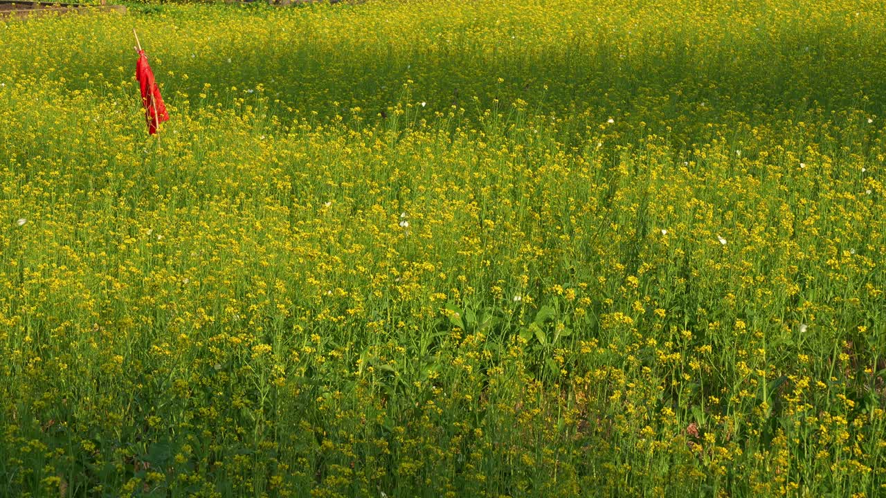 Butterfly fluttering around the rapeseed fields, swaying in the breeze, with a pole stick stands in the middle of the field, close up shot showcasing the beauty of nature