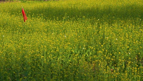 butterfly fluttering around the rapeseed fields, swaying in the breeze, with a pole stick stands in the middle of the field, close up shot showcasing the beauty of nature