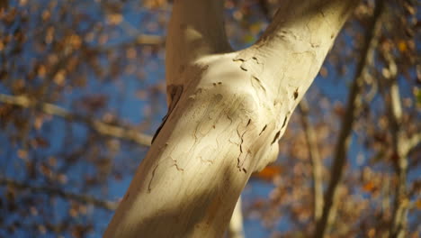 birch tree trunk and branches in city park, autumnal brown leaves