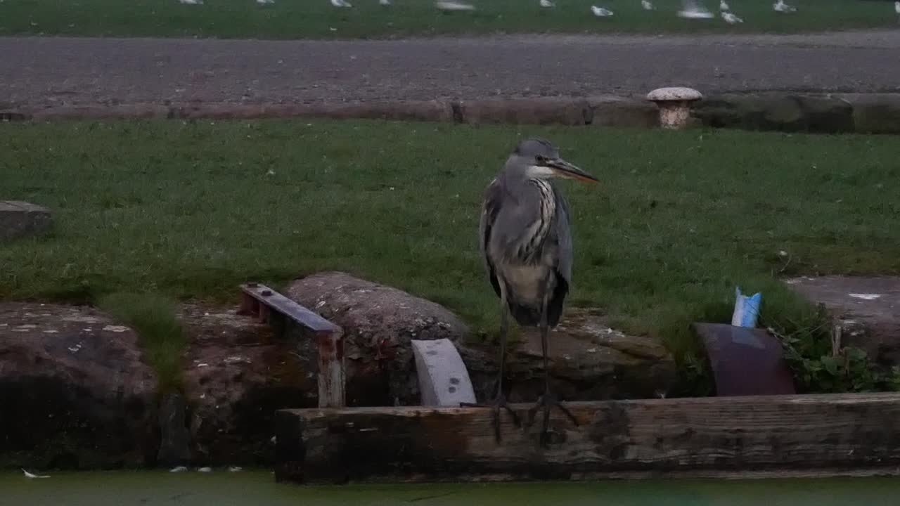 птица серая цапля охотится и наблюдает за темным утром на речном канале