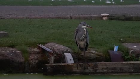 uk grey heron bird hunting and watchful on dark morning river canal