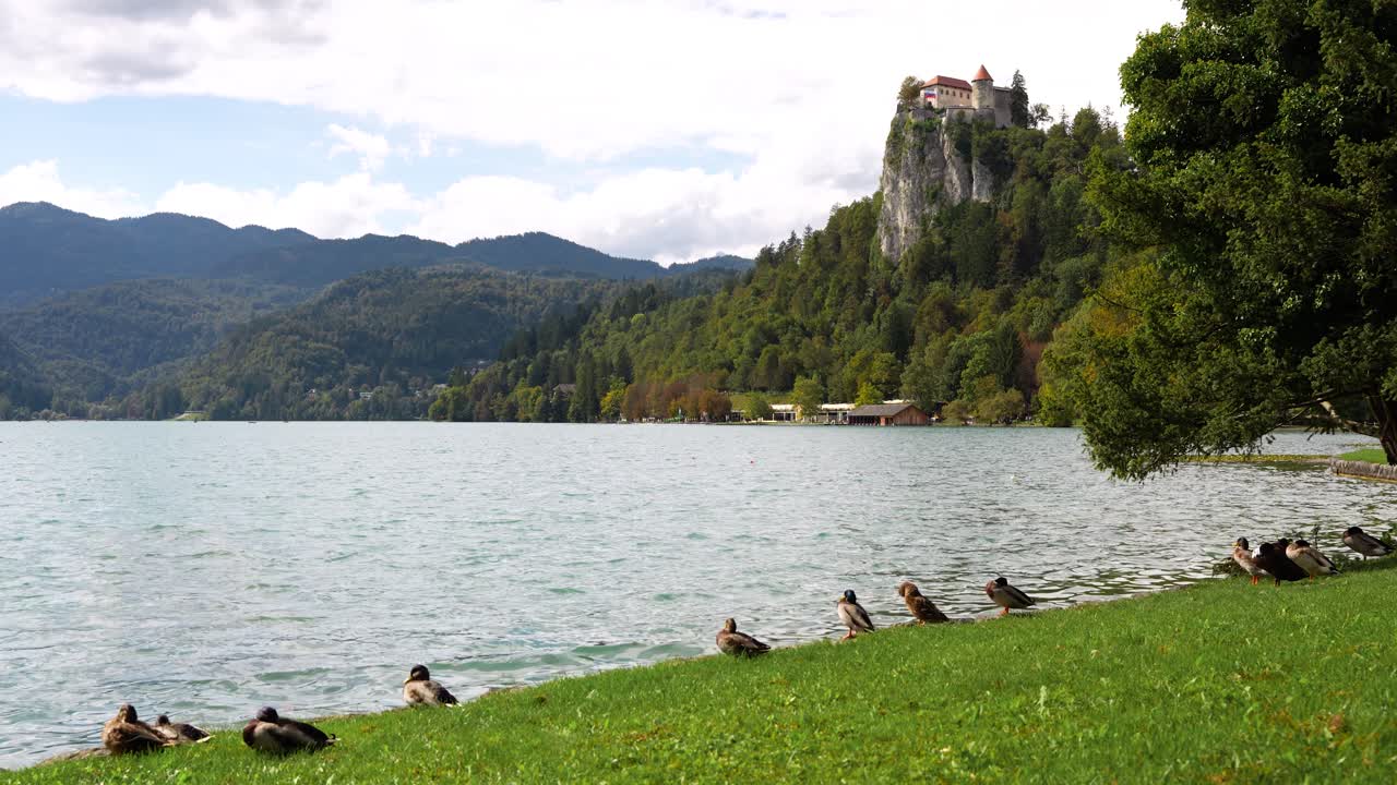Anatre e cigni nuotano nel lago di Bled mentre lo storico castello si erge su una verde collina alle loro spalle