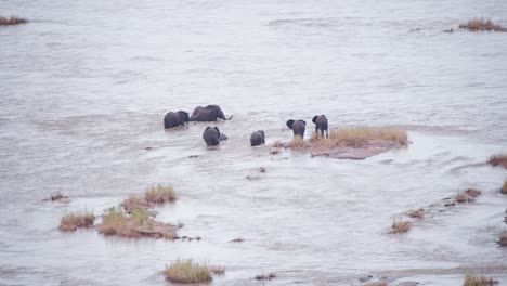 Manada-De-Elefantes-Africanos-Que-Luchan-Por-Cruzar-Un-Gran-Río-Salvaje