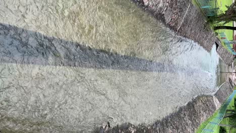 vertical video - fast flowing clear water passing through a block of concrete in macrtichie reservoir, a drainage and flood protection system in singapore