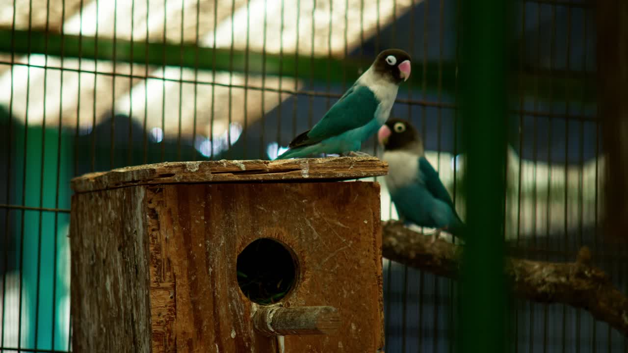 Lovebird perched on wooden nest box inside aviary, parakeets walking side to side