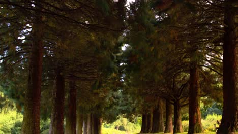 scenery of alley pathway surrounded by giant redwood mammoth trees, light-filled setting in rural park, camera slowly panning up into a beautiful shining sun with bright lens flare
