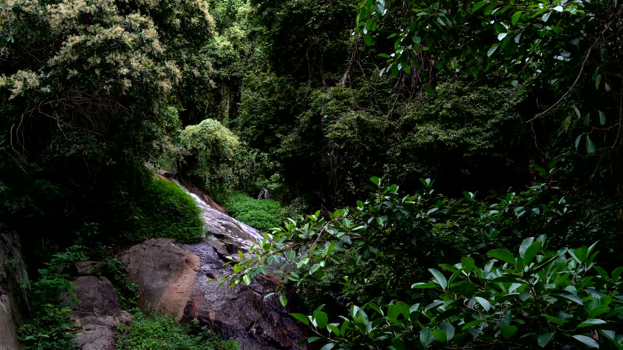 la belleza escénica del bosque con cascada