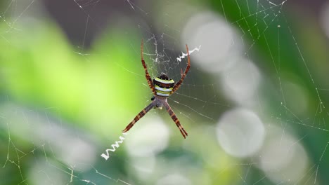 Camera-zooms-out-revealing-this-yellow-striped-spider-on-its-nest-waiting-for-any-prey-to-get-caught-during-a-windy-day,-Argiope-keyserlingi-Orb-web-Spider,-Thailand