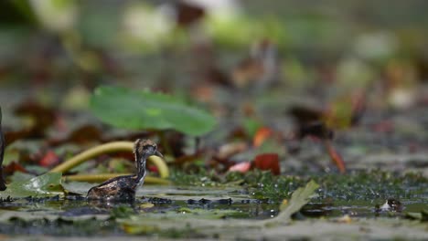 chicks of pheasant tailed jacana coming up from water