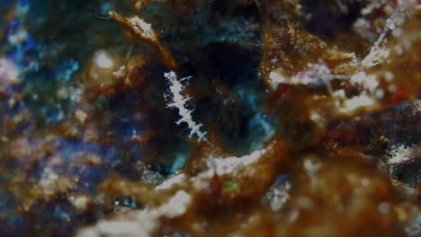 an incredibly beautiful white nudibranch looking like a christmas tree slowly climbs up the red soft algae