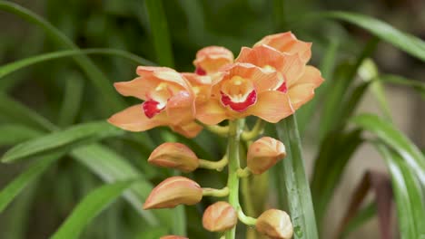 ramo de flores de orquídea de la mitad de la luna de cymbidium 'barco de plátano'