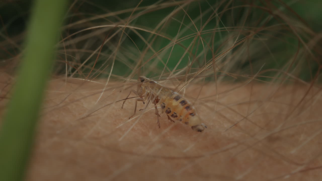 Planthopper nymph on human skin climbing through hair, macro insect animal.