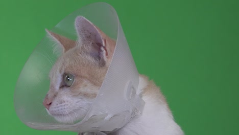 a close view of a yellow kitten with an elizabethan collar