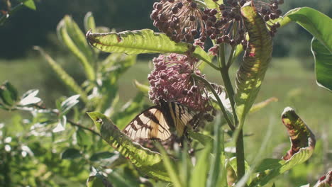 mariposa amarilla aterriza y se alimenta de néctar de algodoncillo, cámara lenta