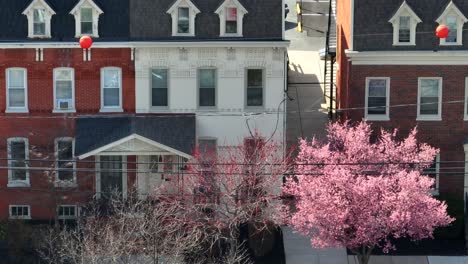 Slow-Ascending-drone-shot-of-blooming-cherry-tree-in-front-of-residential-area-in-urban-American-city-during-sunny-spring-day