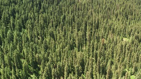 mountains and trees in a fine day.