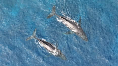 aérea de arriba hacia abajo de animales majestuosos