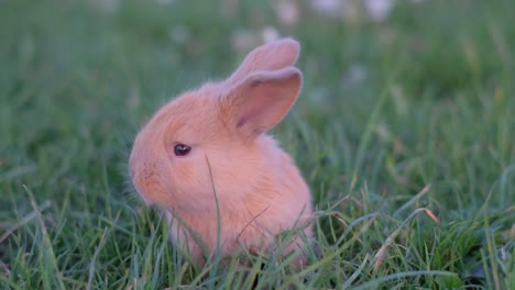 a hare sits in a green field a red hare in a wild environment on a green background