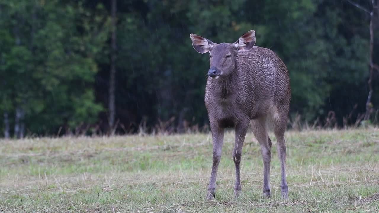 el ciervo sambar es una especie vulnerable debido a la pérdida de hábitat y la caza