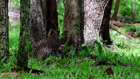 Indochinesischer-Leopard,-Panthera-Pardus-Delacouri