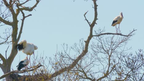 storks in a natural environment, perched in a tree, in their nest