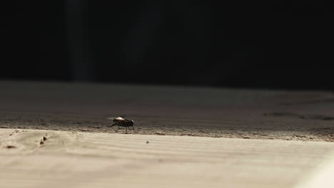 fly rubbing its legs together on wooden work surface, tilt down, slow motion
