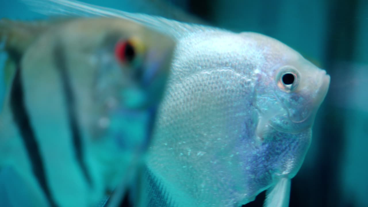 el pez ángel blanco nada en el acuario, primer plano lateral