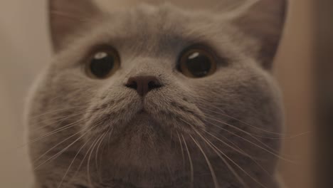 close-up of a british shorthair cat