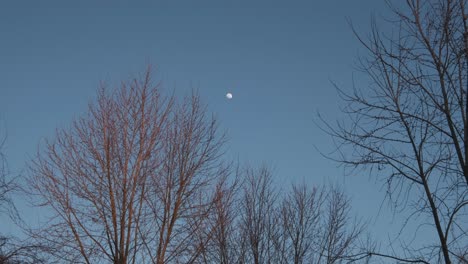 the moon glowing against a light blue evening sky with trees swaying in the foreground