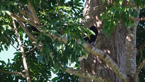 Acicalarse-Dentro-Del-Follaje-Del-árbol-Durante-Las-Primeras-Horas-De-La-Mañana,-Gran-Cálao-Indio-Buceros-Bicornis,-Parque-Nacional-Khao-Yai,-Tailandia