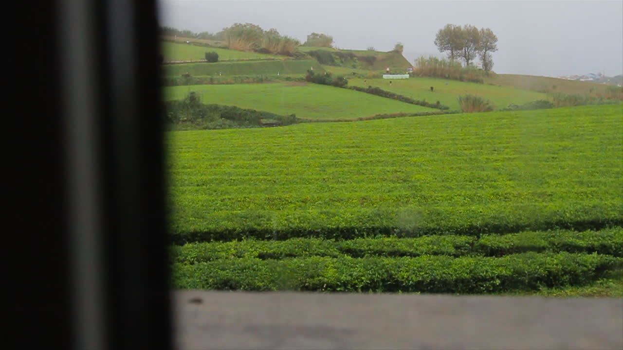 비가 오는 동안 내부 창에서 보이는 차 농장