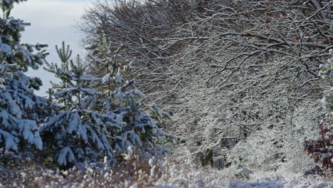 majestic snowy wood scenery at frosty winter day. snow-covered trees in forest.