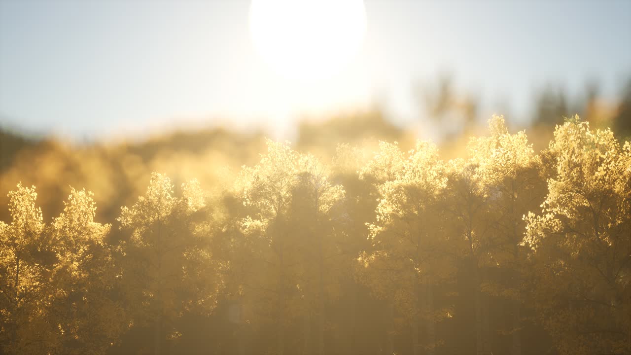 따뜻한  ⁇ 빛으로 해가 뜨면 소나무 숲