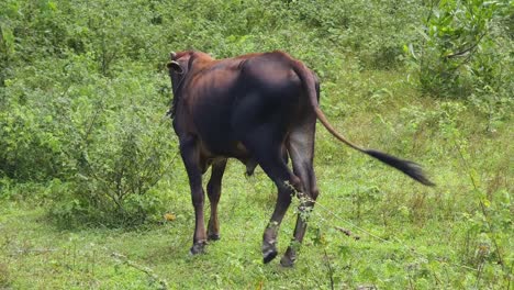 vaca en un campo de hierba