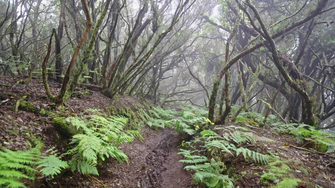 Misty forest trail in Anaga showing dense trees and lush foliage