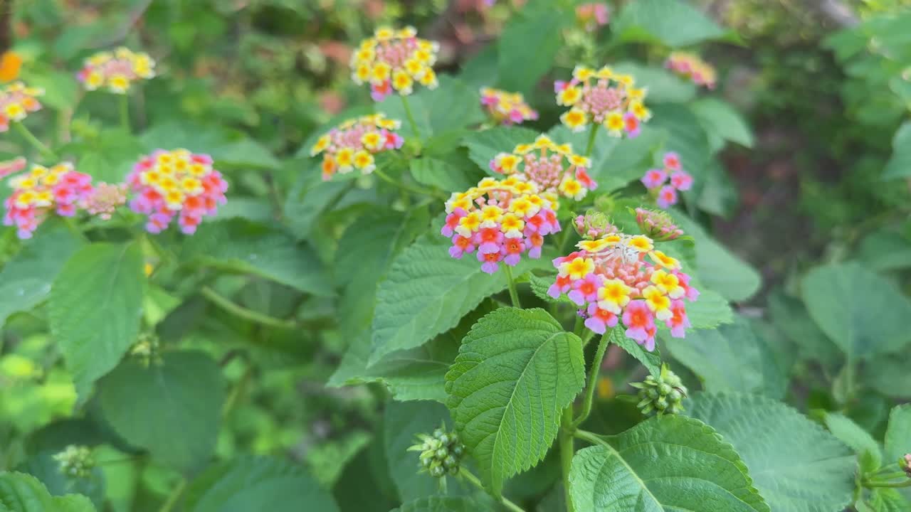 Mid close-up shot of lantana flowers showing detailed clusters of small, multi-colored blooms typically in shades of yellow, orange, pink, and red