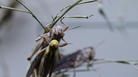 grasshopper couple mating outdoors on branch against blue sky,macro close up