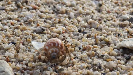 small crab on beach sand