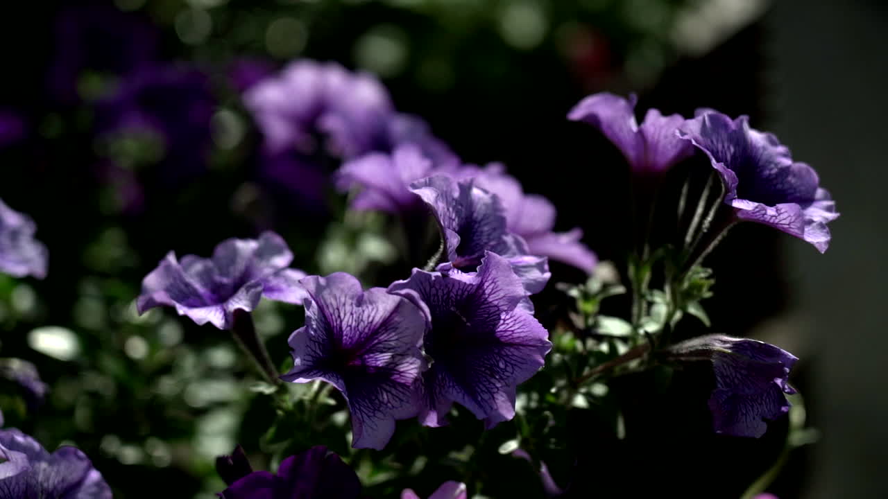 фиолетовые цветы, движущиеся на ветру в замедленной съемке в центре лондона
