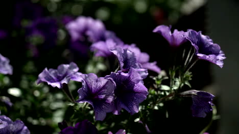 purple flowers moving in the wind in slow motion in london city downtown