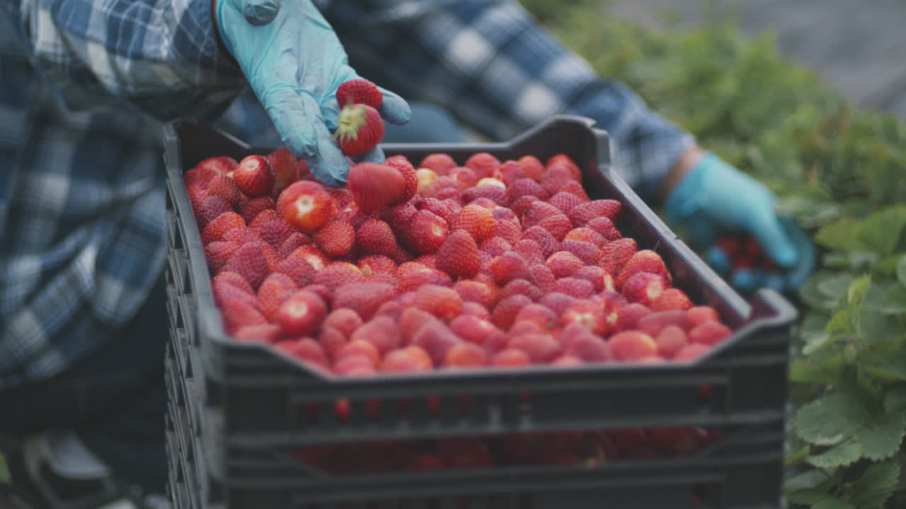 Worker Harvesting Strawberries
