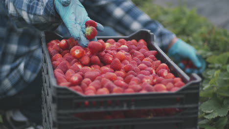worker harvesting strawberries